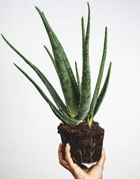 aloe-vera